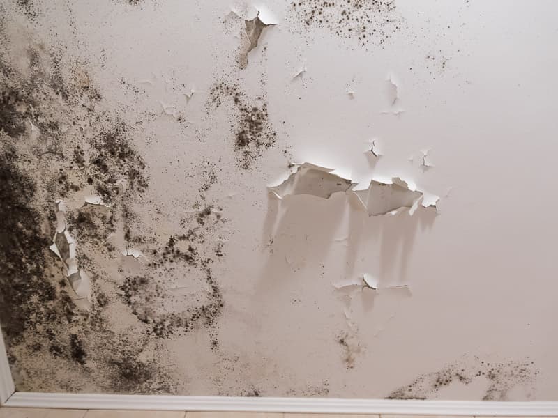 Schimmel im Wohnzimmer - MGN-Pura