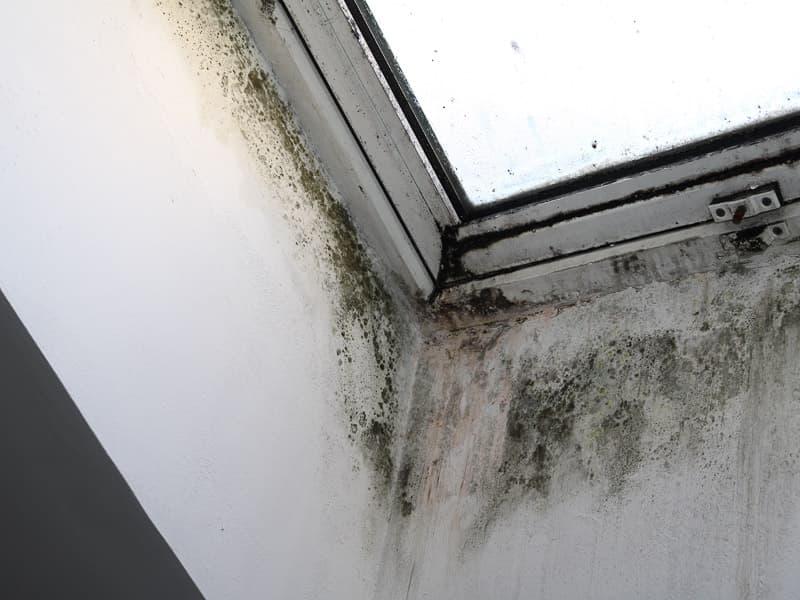 MGN-Pura - Schimmel am Fenster