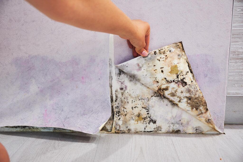 Schimmel erkennen und beseitigen - MGN-Pura Tips zur Vorbeugung